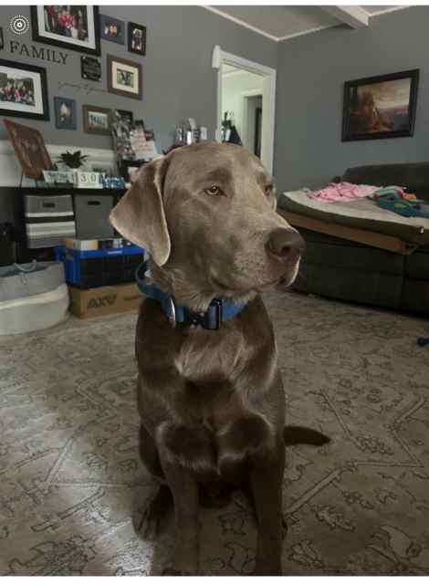 Male stud Silver Labrador 13 months old FULL AKC 