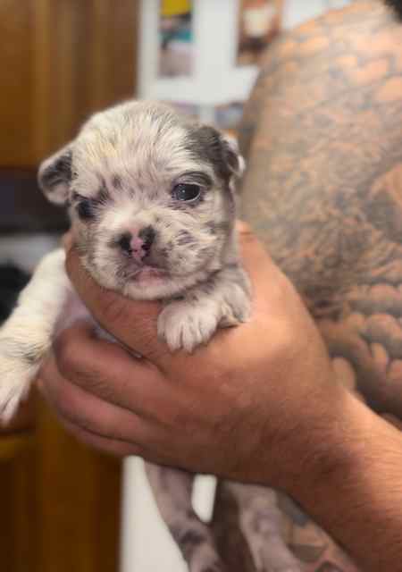 Fluffy French Bulldog