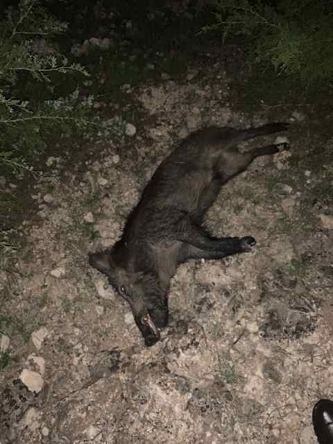 Thermal Hog hunts NW Cooke county