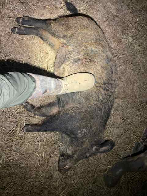 Thermal Hog hunts 1 hour from Denton. 