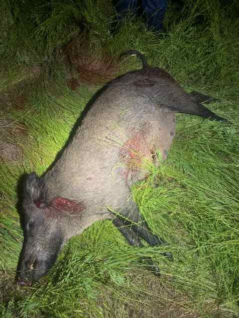 Thermal Hog Hunts 1 hour N of Denton 